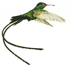 Maybe you would like to learn more about one of these? Jamaica National Bird This Humming Bird The Doctor Bird Lives Only In Ja Jamaican Tattoos Jamaica National Jamaican Art