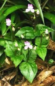 Image result for Disperis thomensis