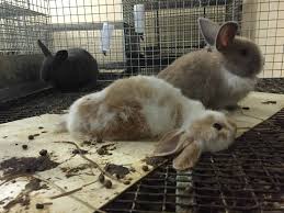 Some idiotic teenager will buy rabbits just to kill them, or uneducated hunters will attempt to train dogs with them (which doesn't work!), so you want to be careful. 10 Reasons Not To Buy A Bunny This Easter Peta
