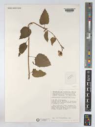 Image result for Crassocephalum vitellinum