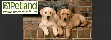 Join millions of people using oodle to find unique used cars for sale, apartments for rent, jobs listings, merchandise, and other classifieds in your neighborhood. Petland San Antonio Home Facebook
