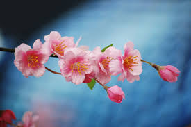 Pin By B K On Sakura Various Blossoms Cherry Blossom Painting Cherry Blossom Pictures Cherry Blossom Images