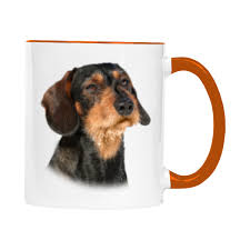 Image result for jezevčík drsnosrstý