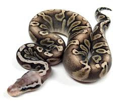 Axanthic Black Pewter Ball Python Ghi Het Red Axanthic Mystic Pastel Ball Python Morph Ball Python Morphs Ball Python Snake Lovers