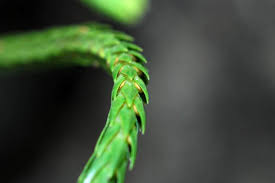 Image result for Huperzia afromontana