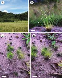 Image result for Syngonanthus longibracteatus