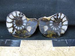 Examples of inquilinism from 2014; Hematite Replaced Ammonite 32 Indiana9 Fossils