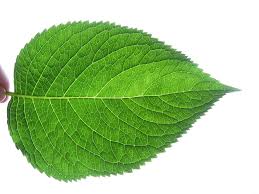 Ini dia penjelasan lengkap tentang asam urat. Leaf Wallpaper 1024x768 80812