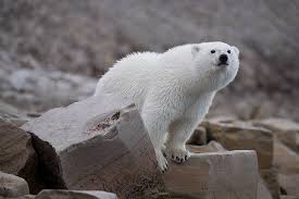 Instagram Blog Baby Polar Bears Polar Bear Bear Photos