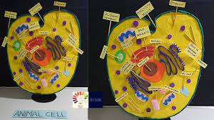 Animal Cell Model Science 3d Project Model For Students Animal Cell Project Animal Cell 3d Youtube Cells Project Animal Cell Project Animal Cells Model