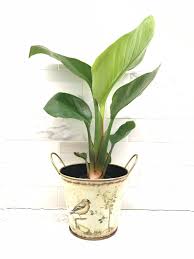 White Bird Of Paradise Houseplant Live Plant Strelitzia Nicolai White Bird Of Paradise Plants For Home Office Indoor Garden Houseplants Gifts Birds Of Paradise Plant Paradise Plant Plant Care