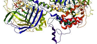 Schizophrenia is a serious mental illness causing symptoms such as hallucinations. Research On Antioxidant Role In Schizophrenia And Psychosis Points To Possible Therapeutic Value Of Compound Found In Broccoli Brain Behavior Research Foundation