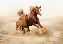 Keeping Horses In The Desert