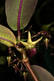 Image result for Aspilia natalensis