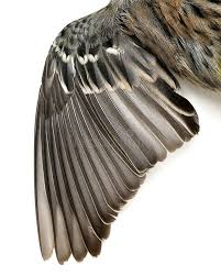 Bird With Wings Spread Out Pin On Army Wallpaper