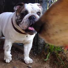 Let S Play Name That Nose Hint His Same Starts With C And Ends In Harlie Dogboarding Dogboardingtoronto Dogboardin Dog Camping Dogs Dog Daycare
