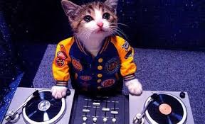 Comentarii despre performante, locul de munca. Acesta Este Studiul Deceniului Pozele Cu AnimÄƒluÅ£e Sporesc PerformanÅ£a La Locul De Munca