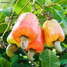 Caju Anacardium Occidentale In 2020 Cashew Nut Fattoush Salad Medicinal Herbs
