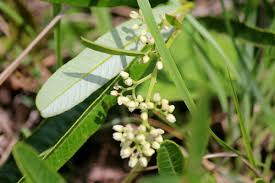 Image result for Ozoroa reticulata