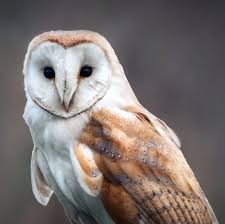 Owls, and especially barn owls, have been associated with all sorts of omens. Barn Owl Lehigh Valley Zoo
