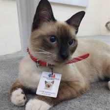 Texas lawyer, trapped by cat filter on zoom call, informs judge he is not a cat this article is more than 3 months old lawyer rod ponton unable to undo filter during court debate Leon The Cat Becomes A Lawyer After People Complained Popsugar Pets