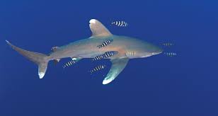 The Untold Story Behind The BelindaNohemy Leaks - Engage Leaks