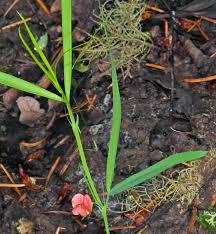 Image result for Lathyrus sphaericus