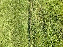 Turfgrass Sod Zoysia Bermuda Centipede Fescue Zoysia Grass Seed Sod Grass Grass Seed
