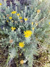 Image result for Heterotis canescens