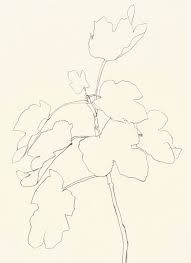 Une Collecte Ellsworth Kelly Plant Drawings Ellsworth Kelly Plant Drawing Drawings