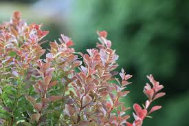 Image result for Erythroxylaceae
