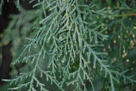 Image result for Cupressus funebris