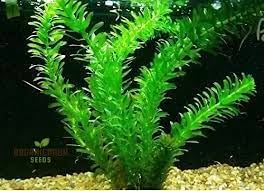 Image result for Elodea