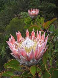 Pin On Flowers