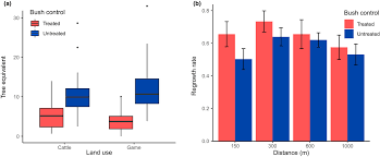 Image result for Megaloprotachne albescens