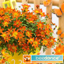 Während der eine vom saatgut bis zur blüte oder ernte alles selber miterleben will, kauft der andere am liebsten sein lieblingsprodukt fixfertig im topf. Rote Bidens Beedance Painted Red Online Kaufen Bei Gartner Potschke