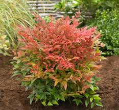 Image result for Nandina