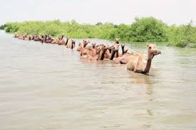Branded as 'amul camel milk', it would be available in ahmedabad, gandhinagar and kutch. Camel Milk Is Gaining Popularity Could It Be An Alternative For Dairy Market Vikalp Sangam