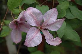 Clematis 'marjorie' sold out for 2021: Margaret Hunt Clematis Clematis Margaret Hunt In Burlington Waterdown Dundas Ontario Ontario On At Connon Nurseries