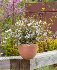 Image result for Deutzia hybrida Pink Pompon