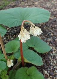 Image result for Begonia rubronervata