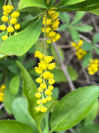 Image result for Berberis