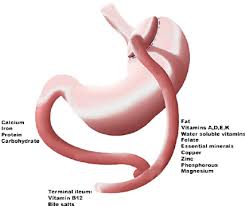 Macronutrients and micronutrients are categories dietitians and nutrition experts may use to refer to your diet. Site Of Absorption Of Macronutrients And Micronutrients Courtesy Of Download Scientific Diagram
