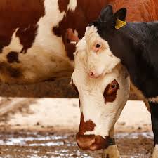 Thje price paid for milk used to make cheese, yogurt, butter and ice cream was slightly less. Rise Of Ethical Milk Mums Ask When Cows And Their Calves Are Separated Farming The Guardian