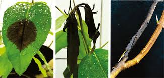 Two main species of camellia are grown in australian gardens: Infection By Neopestalotiopsis Spp Occurs On Unwounded Eucalyptus Leaves And Is Favoured By Long Periods Of Leaf Wetness Belisario 2020 Plant Pathology Wiley Online Library