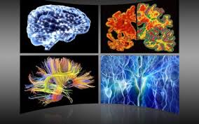 Current news articles related to the science of biological psychology. Biopsychology Brain And Behavior