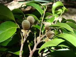 Image result for Drypetes arguta