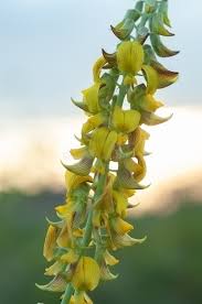 Image result for Crotalaria oocarpa