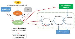 Foods Free Full Text A Review Of Environment Effects On Nitrate Accumulation In Leafy Vegetables Grown In Controlled Environments Html
