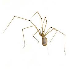 South carolina pest control association. Spider Identification Behavior Western Exterminator Of Las Vegas